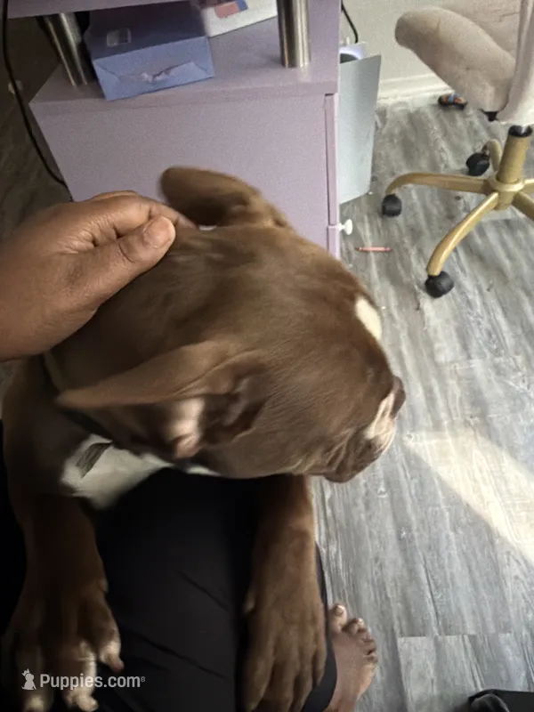 Daisy – American Bully puppy for sale in Casselberry, FL