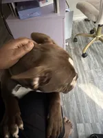 Daisy, a female American Bully for sale in Casselberry, FL – 1 of 3