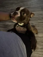 Daisy, a female American Bully for sale in Casselberry, FL – 2 of 3
