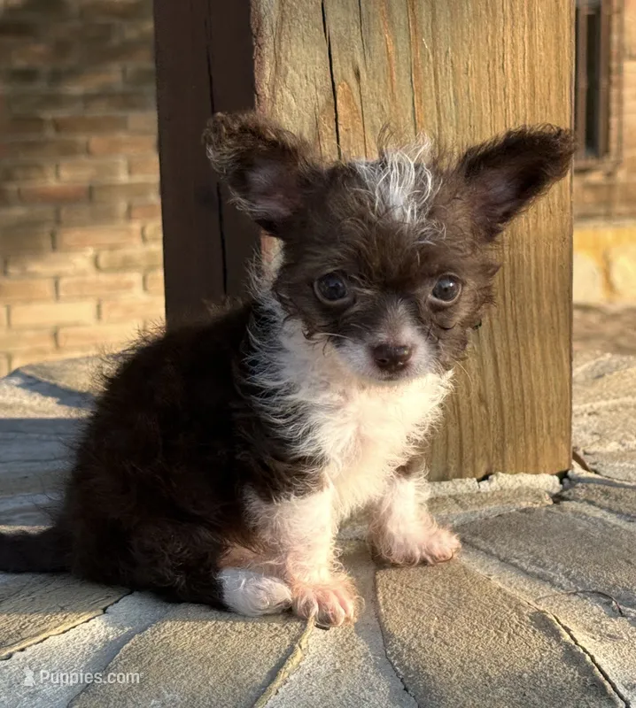 Chipoo 2 mo old – Chihuahua, Poodle - Toy  puppy for sale in Laredo, TX