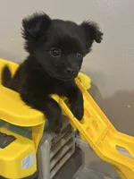 Theodore, a male Chihuahua for sale in Fort Pierce, FL – Photo 2 of 2