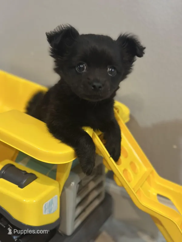 Theodore – Chihuahua puppy for sale in Fort Pierce, FL