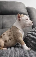 Chocolate Tri Merle Female, a female American Bully for sale in Louisville, KY – Photo 2 of 2