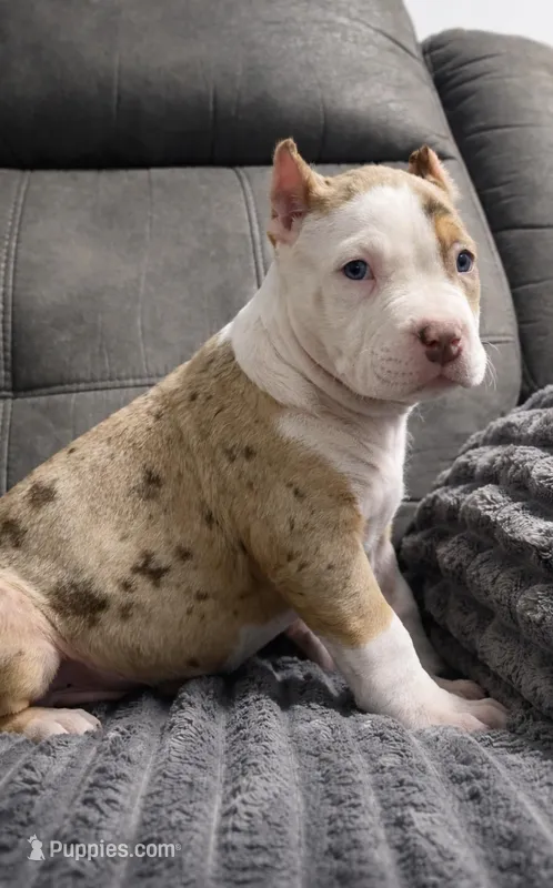 Chocolate Tri Merle Female