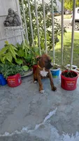 Yellow, a female Boxer for sale in Sacramento, CA – 3 of 7