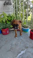 Orange, a female Boxer for sale in Sacramento, CA – 3 of 6