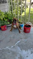 Pink, a female Boxer for sale in Sacramento, CA – 3 of 8