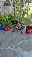 Pink, a female Boxer for sale in Sacramento, CA – 8 of 8