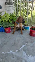 Blue, a male Boxer for sale in Sacramento, CA – 2 of 5