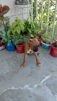 Orange, a female Boxer for sale in Sacramento, CA – 5 of 6