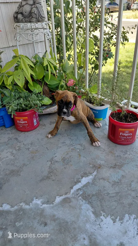 Pink – Boxer puppy for sale in Sacramento, CA