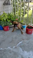 Pink, a female Boxer for sale in Sacramento, CA – 1 of 8