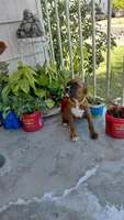 Yellow, a female Boxer for sale in Sacramento, CA – 7 of 7