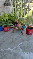 Pink, a female Boxer for sale in Sacramento, CA – 6 of 8
