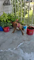 Pink, a female Boxer for sale in Sacramento, CA – 2 of 8