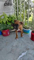 Orange, a female Boxer for sale in Sacramento, CA – 4 of 6