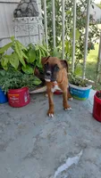 Orange, a female Boxer for sale in Sacramento, CA – 6 of 6