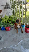 Yellow, a female Boxer for sale in Sacramento, CA – 6 of 7