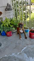Yellow, a female Boxer for sale in Sacramento, CA – 4 of 7