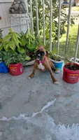 Pink, a female Boxer for sale in Sacramento, CA – 7 of 8