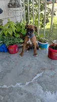 Blue, a male Boxer for sale in Sacramento, CA – 3 of 5