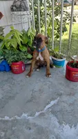 Blue, a male Boxer for sale in Sacramento, CA – 5 of 5