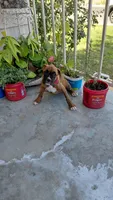 Pink, a female Boxer for sale in Sacramento, CA – 4 of 8