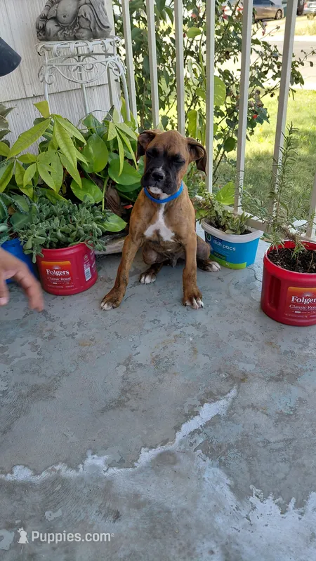 Blue – Boxer puppy for sale in Sacramento, CA