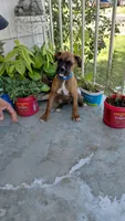 Blue, a male Boxer for sale in Sacramento, CA – 1 of 5