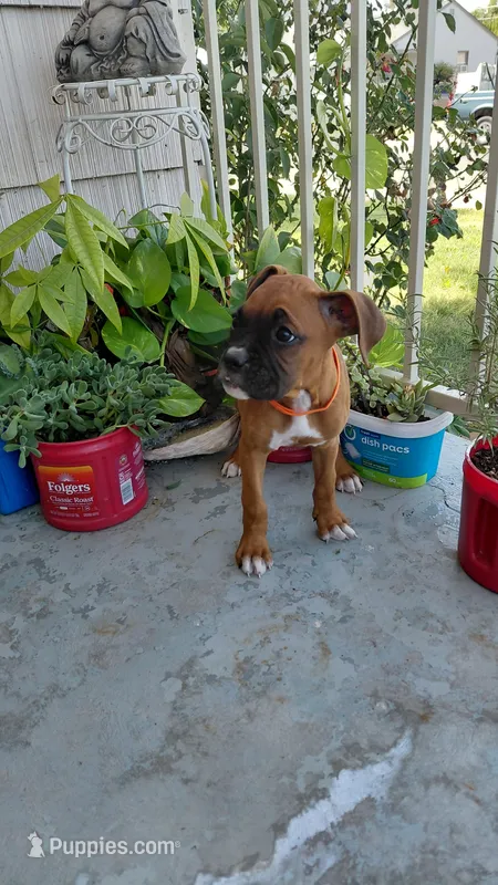 Orange – Boxer puppy for sale in Sacramento, CA