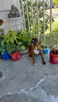 Yellow, a female Boxer for sale in Sacramento, CA – 5 of 7