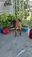 Orange, a female Boxer for sale in Sacramento, CA – 2 of 6