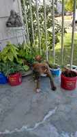 Yellow, a female Boxer for sale in Sacramento, CA – 2 of 7