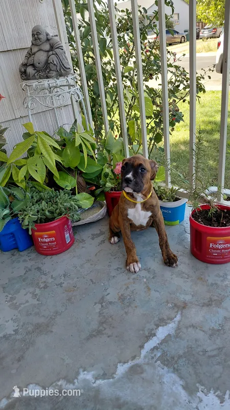 Yellow – Boxer puppy for sale in Sacramento, CA