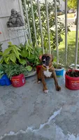Yellow, a female Boxer for sale in Sacramento, CA – 1 of 7