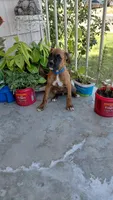 Blue, a male Boxer for sale in Sacramento, CA – 4 of 5