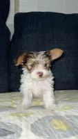 Milo, a male Yorkshire Terrier for sale in Houston, TX – Photo 3 of 4