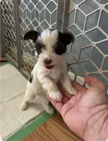 Yorkie puppies, a male Yorkshire Terrier for sale in Houston, TX – Photo 3 of 4