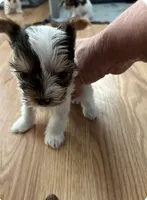 Yorkie puppies, a male Yorkshire Terrier for sale in Houston, TX – Photo 4 of 4