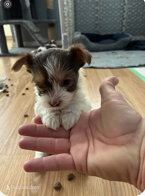 Yorkie puppies
