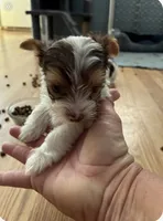 Yorkie puppies, a male Yorkshire Terrier for sale in Houston, TX – Photo 2 of 4