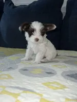 Toro, a male Yorkshire Terrier for sale in Houston, TX – Photo 2 of 3