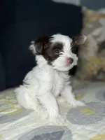 Toro, a male Yorkshire Terrier for sale in Houston, TX – Photo 1 of 3