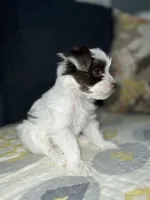 Toro, a male Yorkshire Terrier for sale in Houston, TX – Photo 3 of 3