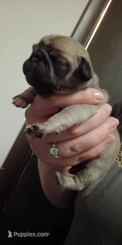 Aurora – Pug puppy for sale in Wapakoneta, OH