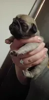 Aurora, a female Pug for sale in Wapakoneta, OH – Photo 1 of 2