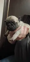 Aurora, a female Pug for sale in Wapakoneta, OH – Photo 2 of 2
