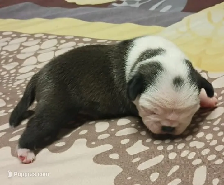 Orion – Pug puppy for sale in Wapakoneta, OH
