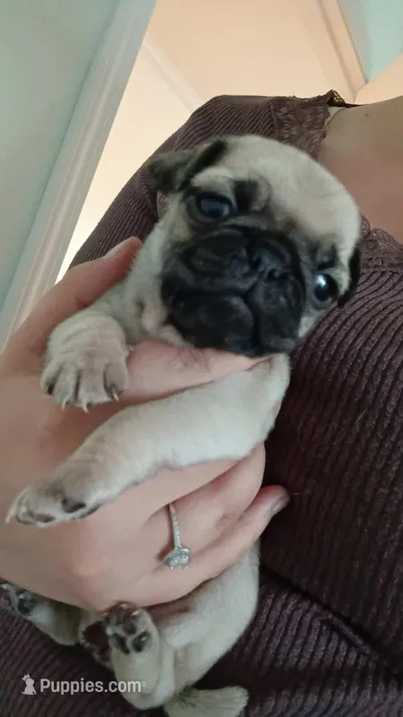Delilah, a female Pug for sale in Wapakoneta, OH – Photo 1 of 2