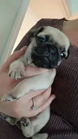 Delilah, a female Pug for sale in Wapakoneta, OH – Photo 1 of 2